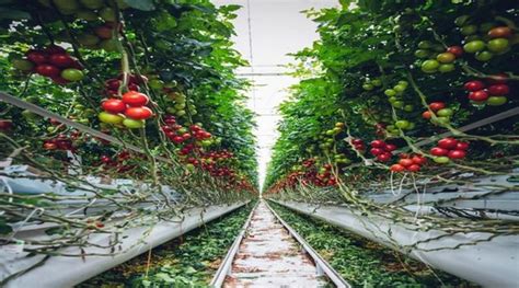 Image result for Responsible Food Production