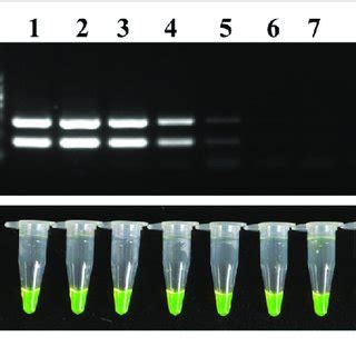 Lamp PCR に対する画像結果