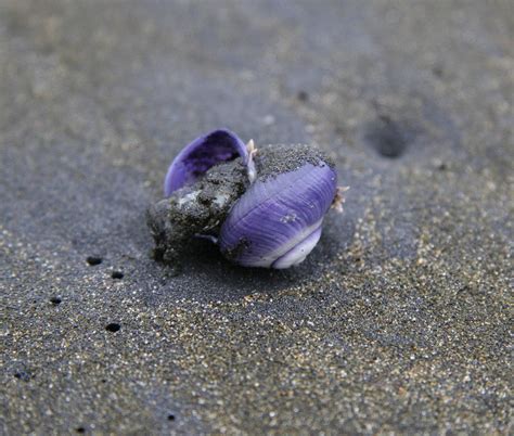 Toradh íomhá ar Purple Shells
