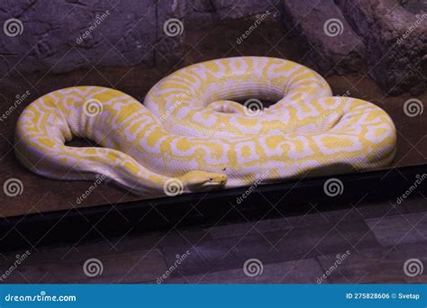 Image result for Golden Python Snake