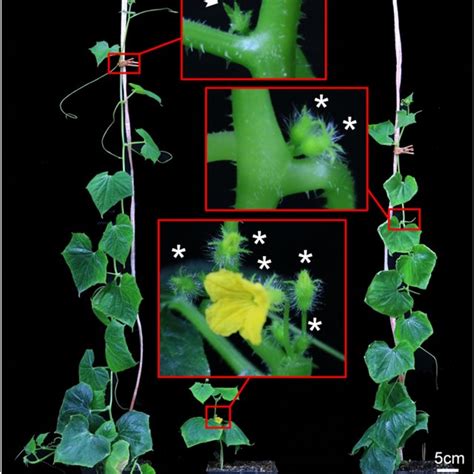 Image result for Hardwick Floral Diagram