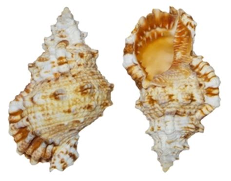 Résultat d’images pour Beash Shell