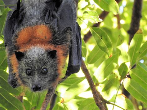 Toradh íomhá ar Bats in Australia