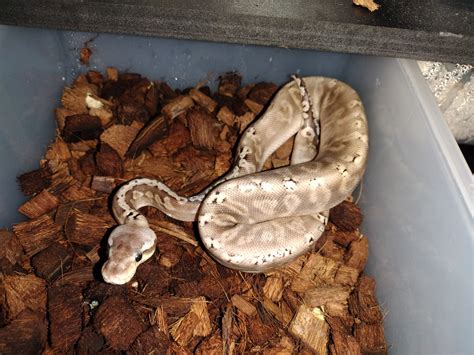 Image result for Axanthic Pewter Ball Python