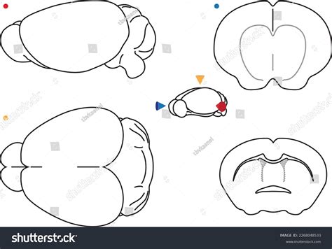 Mouse Visual Cortex Side View に対する画像結果