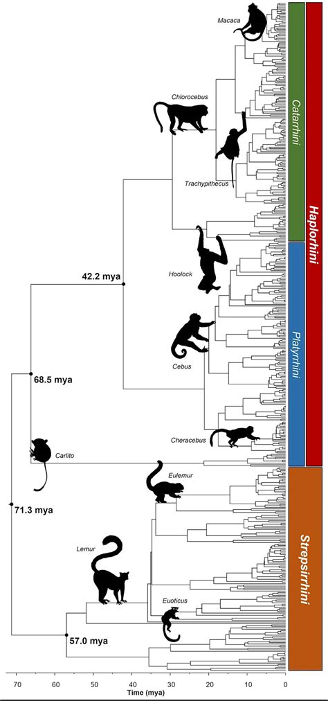 Image result for Complete Evolutionary Tree