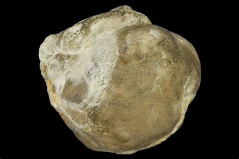 Image result for Fossil Pearl