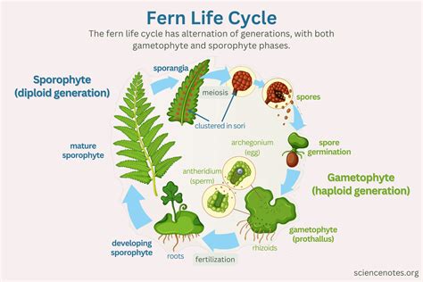 Toradh íomhá ar Life Cycle of Manufacturing