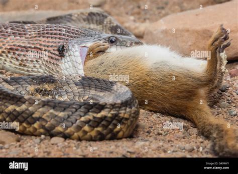Toradh íomhá ar Snake-Eating Chipmunk