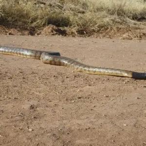 Image result for Brown-headed Python