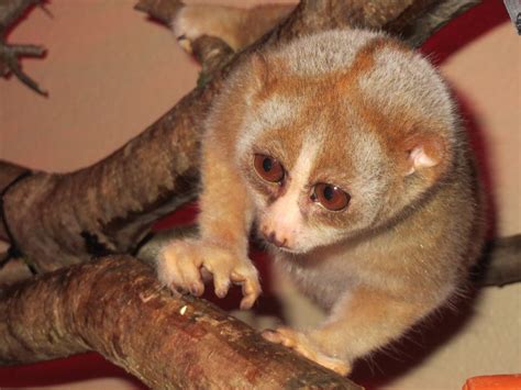 Monkey Fakemon に対する画像結果