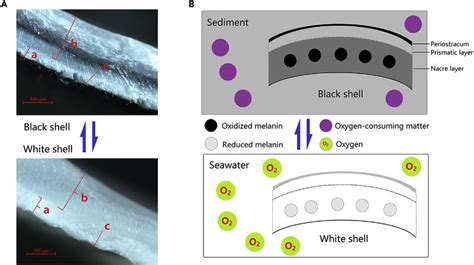 Shellfish Shell Color Change に対する画像結果