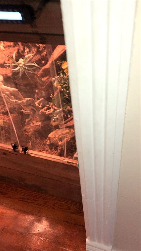 Image result for Bad Ass Ball Python Setup