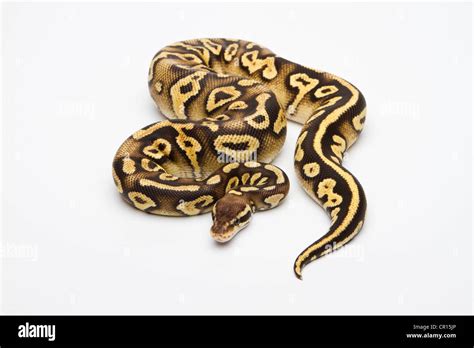 Image result for Yellow Pastel Ball Python