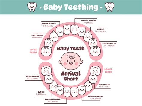 Image result for Teeth Development Chart