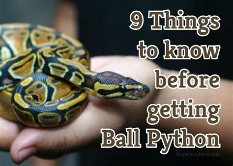 Image result for Ball Python Facts