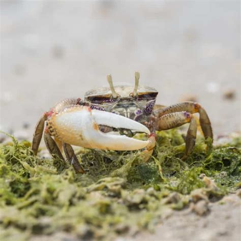 Fiddler crab に対する画像結果