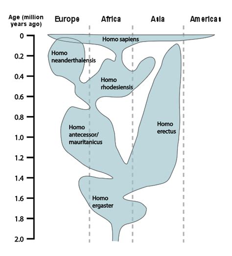 Afbeeldingsresultaten voor Human Evolution Tim Graph