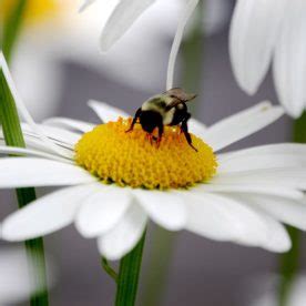 Image result for Bumble Bee Suppra