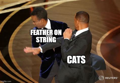 Image result for Cat Catching String Meme