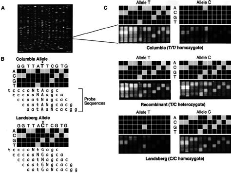 Toradh íomhá ar Array Hybridization