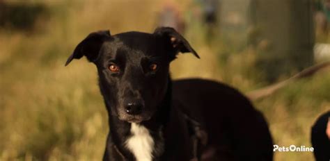 Cockapoo Dog Breed に対する画像結果
