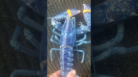 Afbeeldingsresultaten voor Potato Gun Exploding