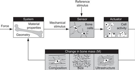 Image result for Skeleton Loading Control