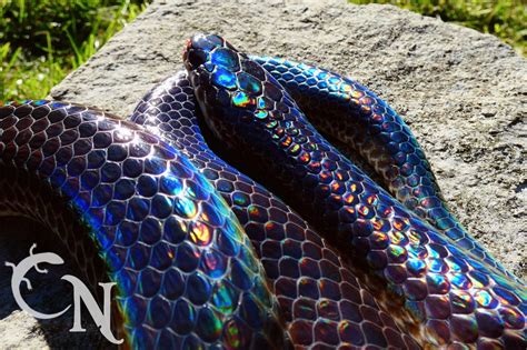 Black Rainbow Snake Python に対する画像結果