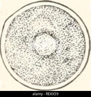 Single-Celled Cell Microscope View に対する画像結果