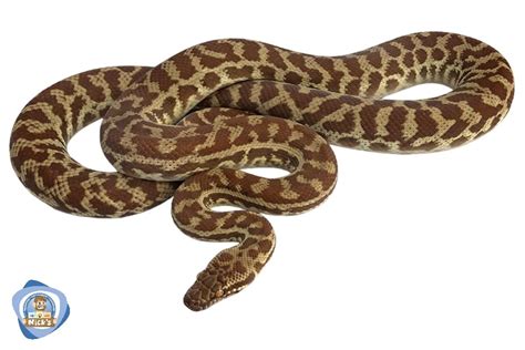 Image result for Stimson Python Tank Setups