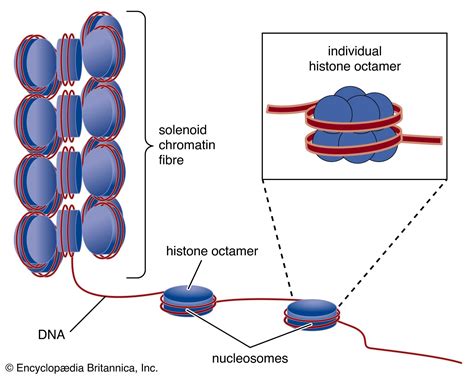 Image result for Histone Octamer