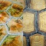 Image result for Turtle Shell Rot vs Shedding