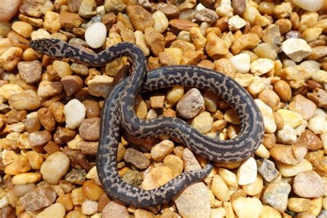 Image result for Striped Python