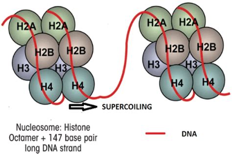 Image result for Histone Octamer
