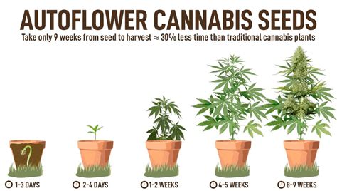 Image result for Growing a Autoflower