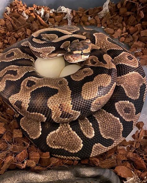 Image result for Ivory Royal Python