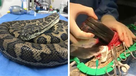 Image result for Python Frisst