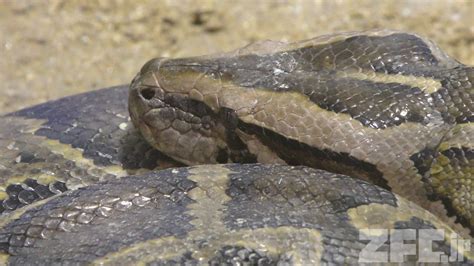 Afbeeldingsresultaten voor Asiatic Rock Python
