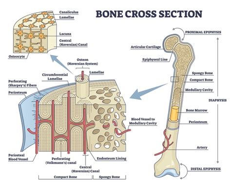 Compact Bone Labeling Worksheets に対する画像結果
