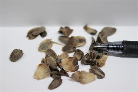 Image result for Basic Seed and Compas