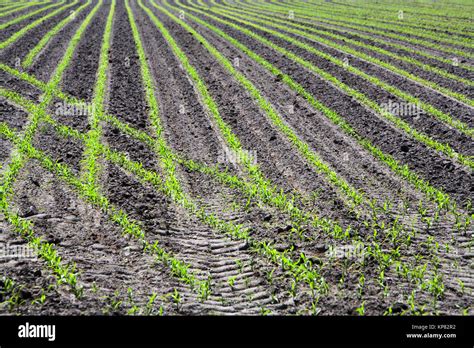 Image result for Planted Corn Field
