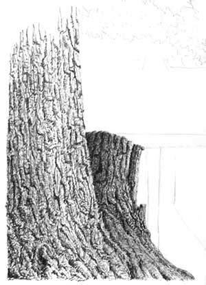 Realistic Tree Trunk Drawing に対する画像結果