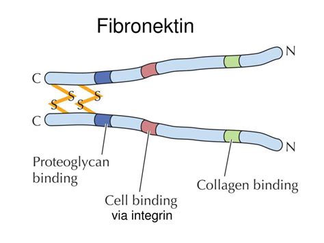 Image result for Focal Adhesion Microenvironment