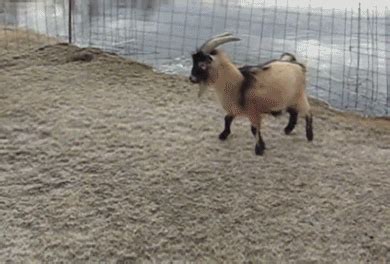 Image result for Goats Falling Off Mountain