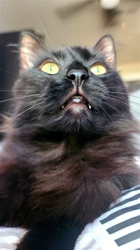 Image result for Xenomorph Cat