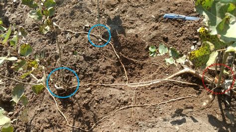 Aspen Tree Root System に対する画像結果