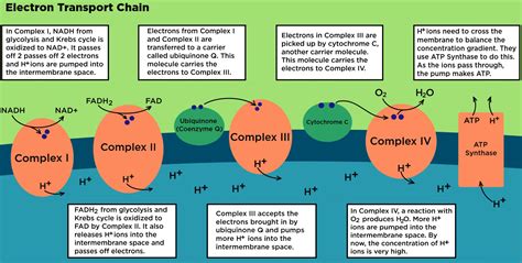 Visual Representation of Electron Transport Chain に対する画像結果