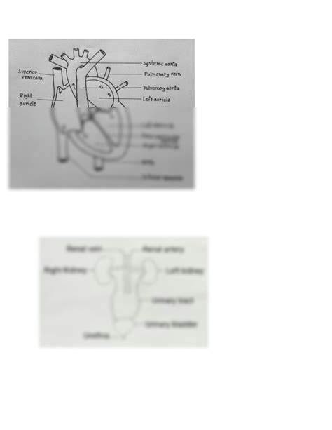 Image result for Life Processes Heart Diagram Class 10