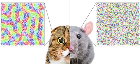 Afbeeldingsresultaten voor Columnar Organization of Visual Cortex Mouse